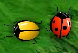 2 Many Bugs oyun kapağı
