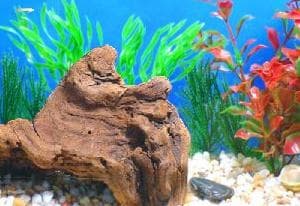 Fish Tycoon oyun kapağı