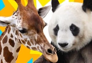 AnimalTower Battle oyun kapağı
