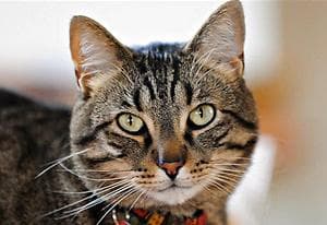 Repixel: Find a Cat oyun kapağı